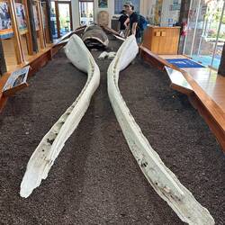 These jaws of a male Sperm Whale were found in the mangroves of Isabela Island in 2025