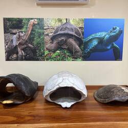 Left: Española Giant Tortoise. Middle: Santa Cruz Giant Tortoise. Right: Green Sea Turtle.