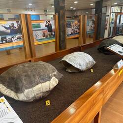 Shell specimens of the 6 different species of Galapagos Tortoise (1 extinct)