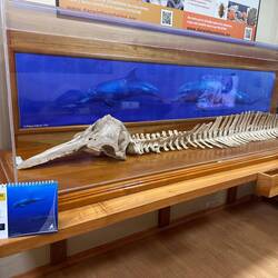 The skeleton of a Common Bottlenose Dolphin