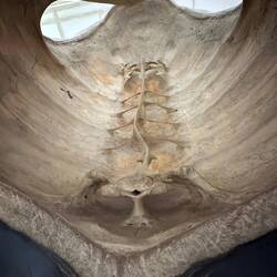 Inside of a Galapagos Tortoise Shell