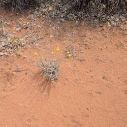 More yellow flowers
