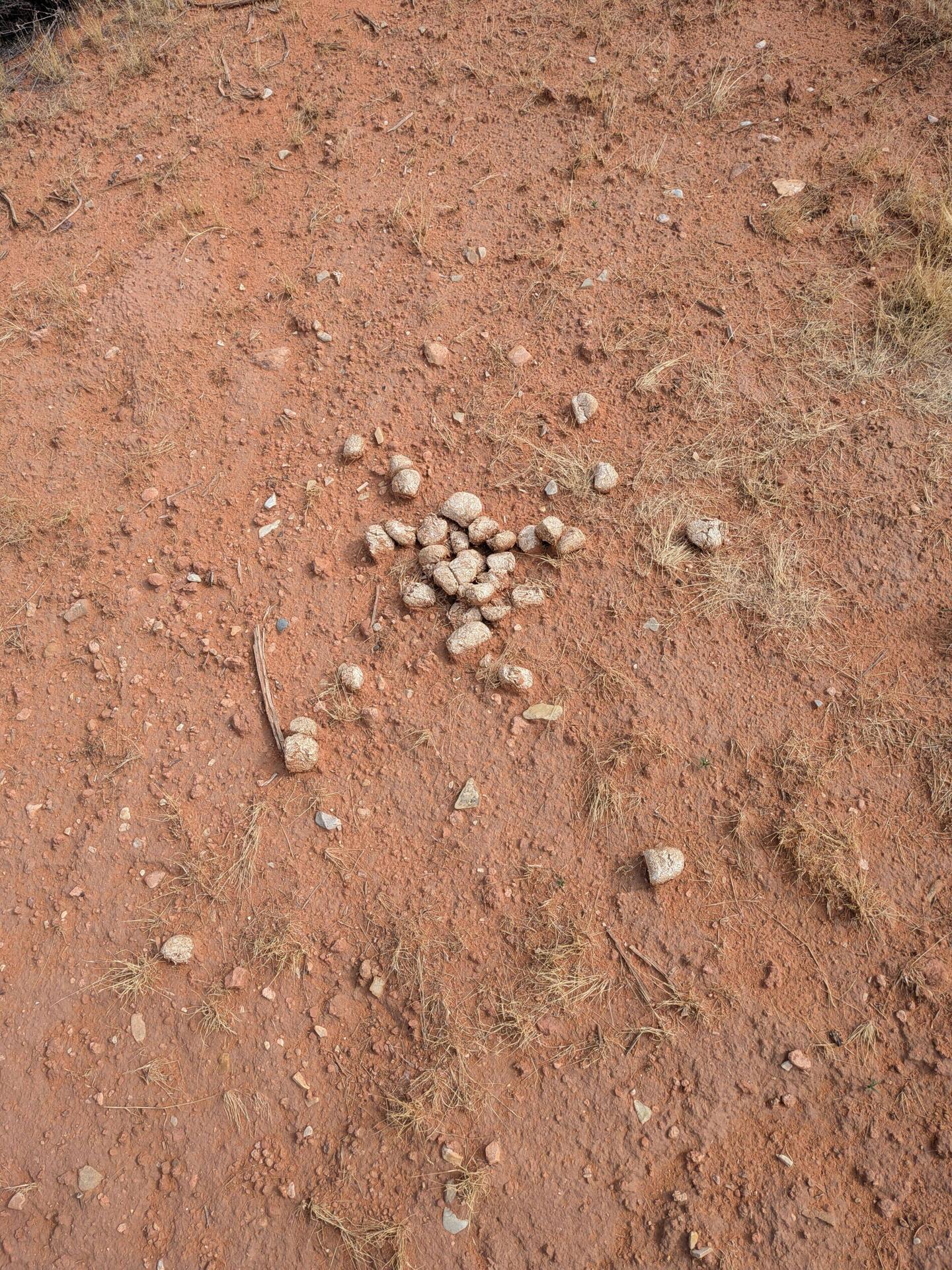 Cougar scat