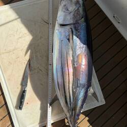 Bonito