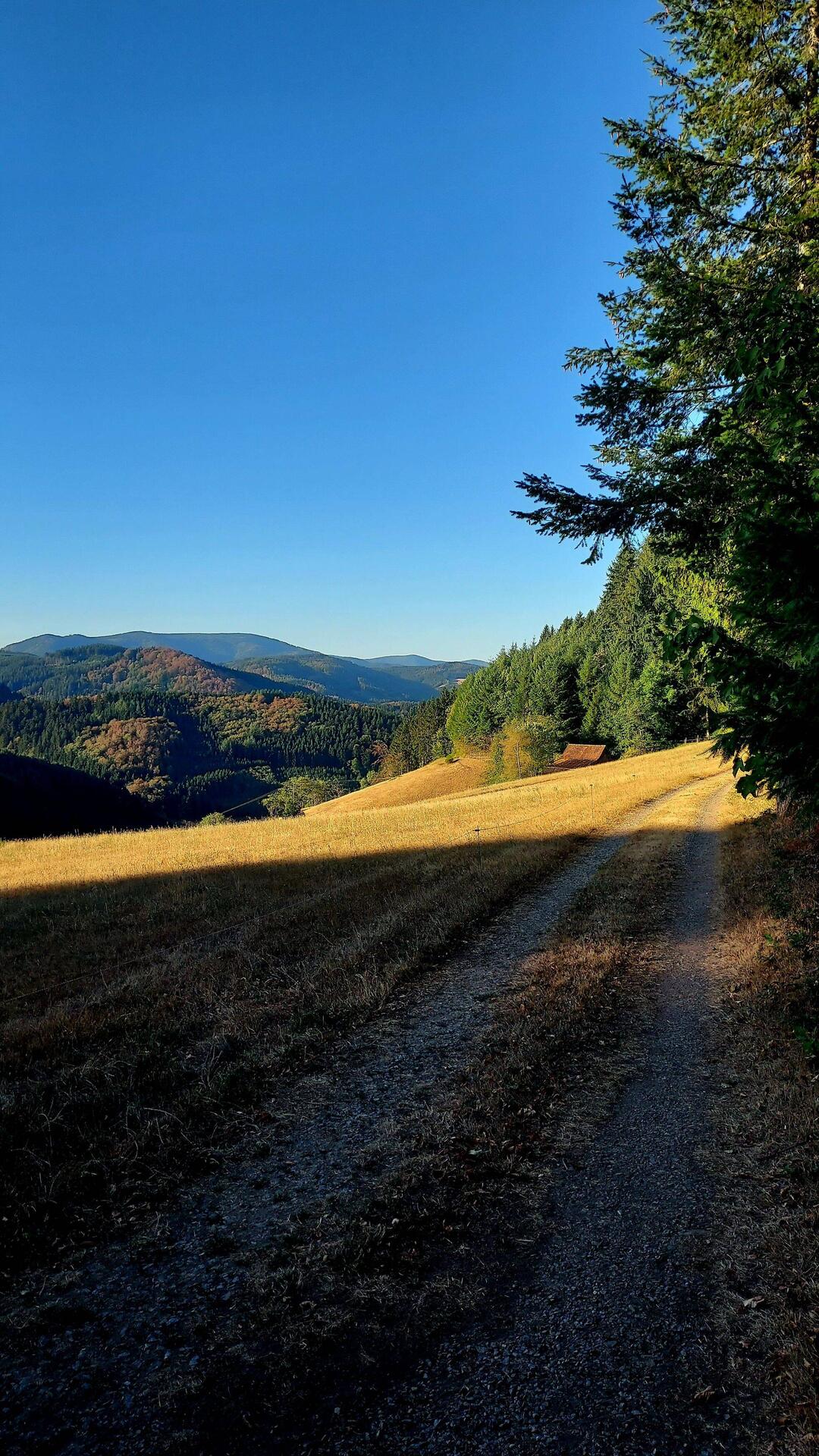 Schwarzwald am frühen Morgen