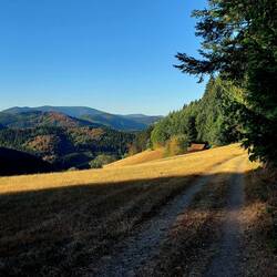 Schwarzwald am frühen Morgen