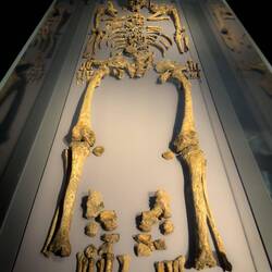 Male skeleton from the graveyard near St Mary's ... Middle Ages — Bryggens Museum, Bergen.