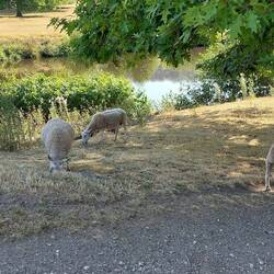 Chatsworth Park Estate; sheep