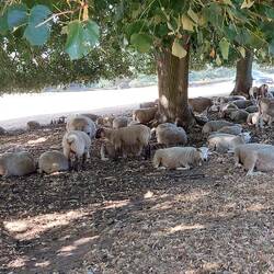 Chatsworth Park Estate; sheep keeping cool