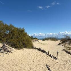 Die Dünen wurden durch Kiefern gefestigt