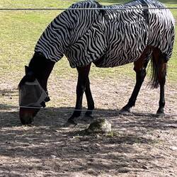 A confused horse