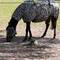 A confused horse