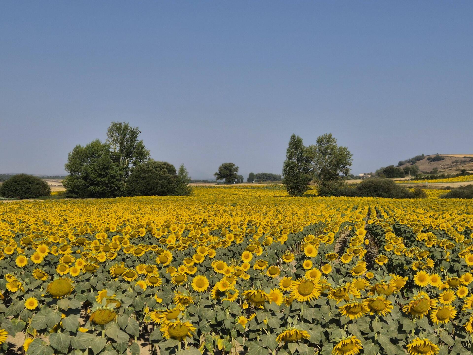 Velden vol zonnebloemen, zo vrolijk!