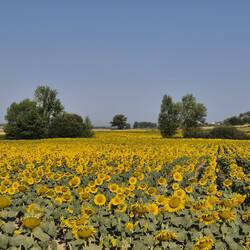 Velden vol zonnebloemen, zo vrolijk!