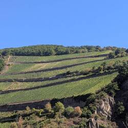 Weinreben in Steillagen