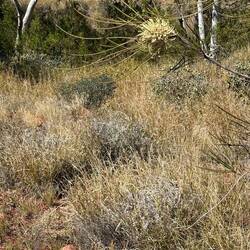 Grevillia