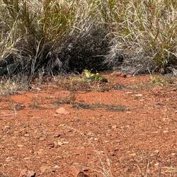 Wild budgies. There were a few around