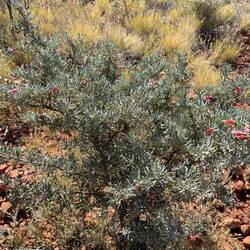 Bush beside the track. Lots of flowers out at the moment