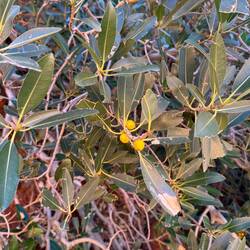 Wild fig tree