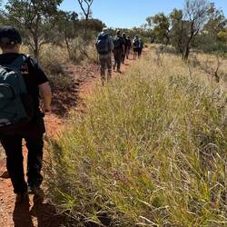 Big patch of buffel grass, an introduced pest