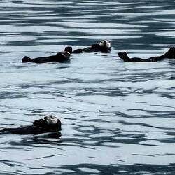 Seeotter schlafen auf See