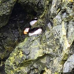 Puffins beim brüten