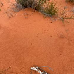 Spinifex hopping mouse tracks