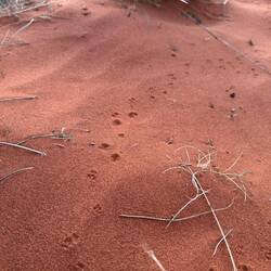 Tracks in the sand