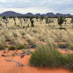 Kata Tjuṯa is actually higher than Uluru