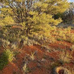 Mulga tree with Mulga ant nest. Raised to keep the water out when it rains