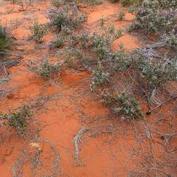 Bush tomato plants
