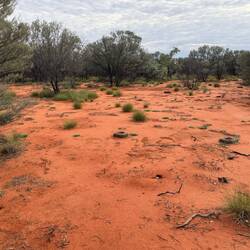 Mulga forest