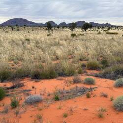 Spinifex