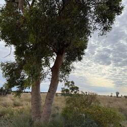 Bloodwood tree
