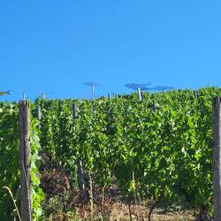 Die Fische flüchten schon in die Weinberge.