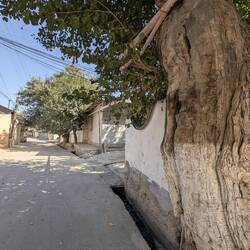 ... around trees ...