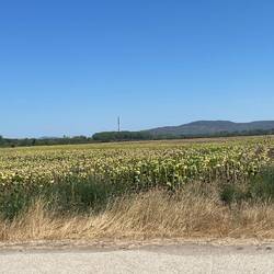 More pooped sunflowers