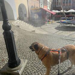 Erfrischung für Hund und Mensch