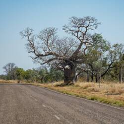Die ersten Baobabs sind zu sehen