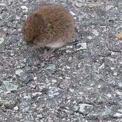 Nicht mal ansprechen lassen hat sich die kleine Maus 🐁