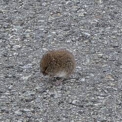 Und neben uns sitzt ne Maus