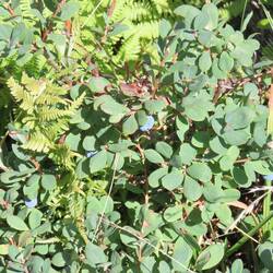 Reifen (aber kleine) Heidelbeeren
