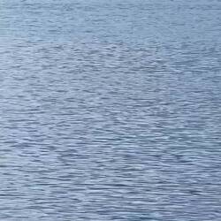 Die kleine Wale sind ca 1,5 bis 2 Meter lang. Die Norweger nennen sie Nise