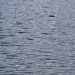 Vor uns im Fjord Schweinswale