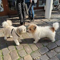 Roxy making friends in the old town