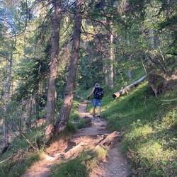 Im Wald noch schattig