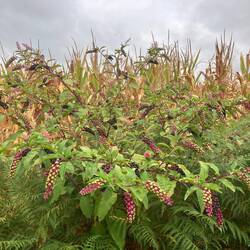 Pokeweed (Phytolacca americana)