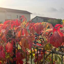 Virginia creeper (Parthenocissus quinquefolia)