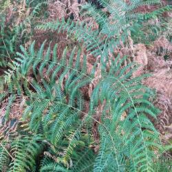 Western brackenfern (Pteridium aquilinum)