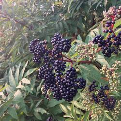 Sambucus ebulus (Sambucus ebulus)